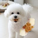 오늘의강아지