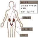 노화와 함께 발생하는 신체에서의 변화 - 2/15 - 기관의 노화 이미지