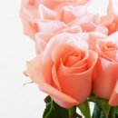 싱싱농장 이미지