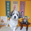 향내음 댕댕이 멀티샵 | [짱아일기]영광 향내음댕댕이멀티샵