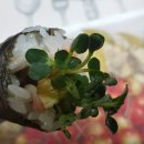 송이꼬마김밥