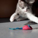 Happy tail 이미지