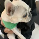 신일환동물병원