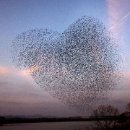 서산버드랜드 이미지