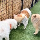 멜리애견유치원 이미지