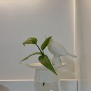 H-003 | H. 찌니 PICK Home "우리 집 홈 카페 (Home Cafe)"