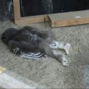 카프킥복싱.MMA 이미지