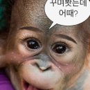 [내돈내산] 홍콩 거주민이 추천하는 홍콩 베이징덕 맛집 <페킹가든> 후기 (feat. 아주르)