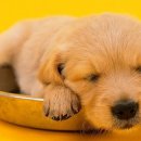 강아지집 이미지