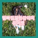 유어펫 네이버블로그