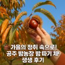 구성농장 | 🌰 가을의 정취 속으로! 공주 밤농장 밤 따기 체험 생생 후기!
