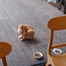 김밥천국제주대학점