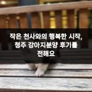 행복한 강아지 | 작은 천사와의 행복한 시작, 청주 강아지분양 후기를 전해요