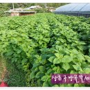 한정농장 Daum카페