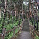 소나무 숲 리조트 이미지