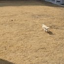 왈가왈부 반려견센터 이미지