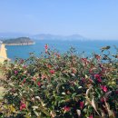 동백유원지 | 3월 여수 여행 가볼만한곳 오동도 동백꽃 명소