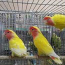 호빈조류새농장 이미지