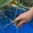 대하회가든 이미지