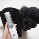 뽀송하개 이미지