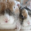 토린세스 이미지