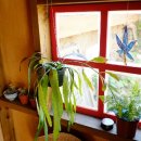 맨도롱하우스 민박 이미지