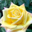 P. 차이콥스키_피아노 협주곡 제1번 B 플랫 단조 中 1악장/바이올린 4중주 , 베토벤 아다지오 칸타빌레(피아노 소나타 8번) 이미지