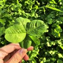 클로바농장 이미지