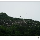 백로서식지 이미지