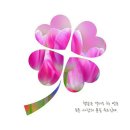 행운클로버 이미지