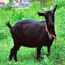 조선흑염소 이미지