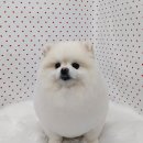 펫피파니 이미지