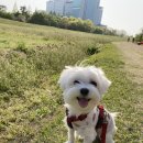 댕댕이의 하루 이미지