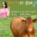 소나기 Daum카페