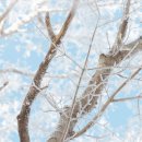 제주 어승생악 일제동굴진지 | 제주 한라산 겨울 등산 코스, 초보자도 30분이면 가능한 어승생악 후기