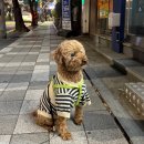 한국펫영양협회 | 강아지 투약보조제 펫생각 데일리케어 이지하이드트릿 내돈내산후기 + 알약먹이는방법