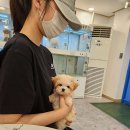 부천애견호텔 멍미텔 이미지