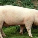 총알돼지 이미지