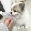 빗질해줄개 이미지