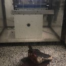 미술가의 삶과 작품을 나의 작품으로 | 현대미술관 서울] ‘데이미언 허스트 전시회’ 예약 방법/동선 정리/작가•작품 간단 소개/꿀팁/솔직 후기