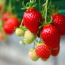 정현농장 이미지