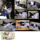 이쁜냥이 이미지