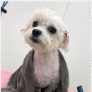 내 강아지 미용실 이미지