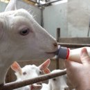 영기목장 이미지