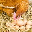 석청농장 이미지