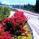 배롱나무 특화거리 이미지