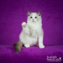 봉봉캐터리 이미지