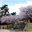 사천 선진리성 벚꽃축제 이미지