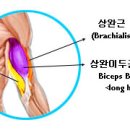 덤벨 얼티네이팅 바이셉스 컬(Double Dumbbell Alternating Biceps Curl) 이미지