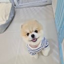 애견호텔 몽몽 이미지